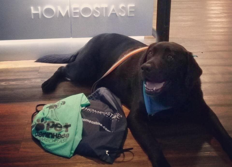 Academia Homeostase promove a 5° Edição da Pet Caminhada em Campinas