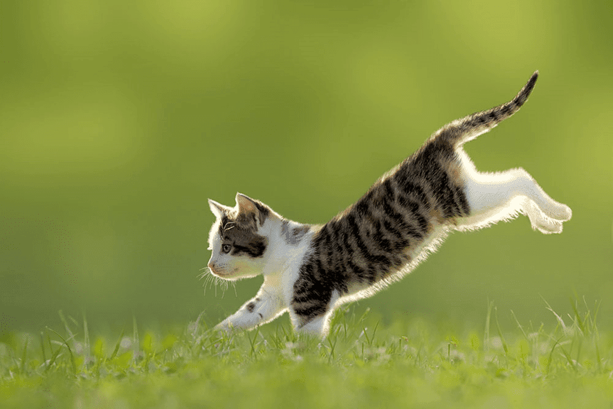 Tudo o que você precisa saber antes de ter um gato