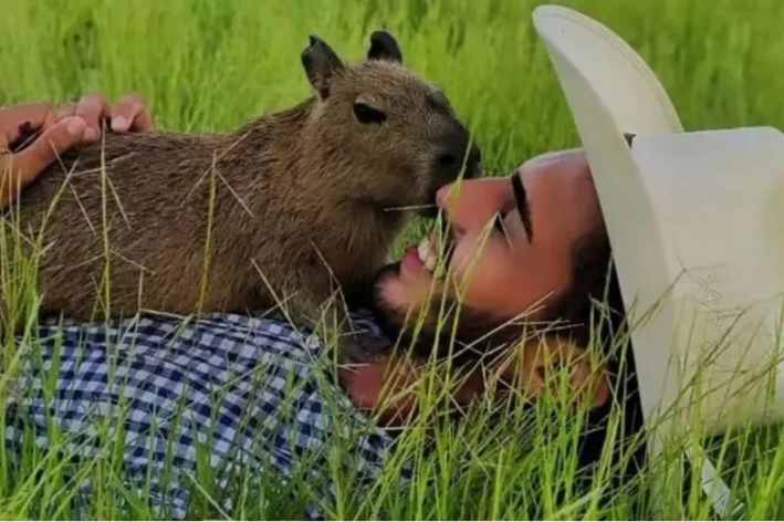 Capivara Filó: Maus tratos ou inadequação da aplicação da norma?