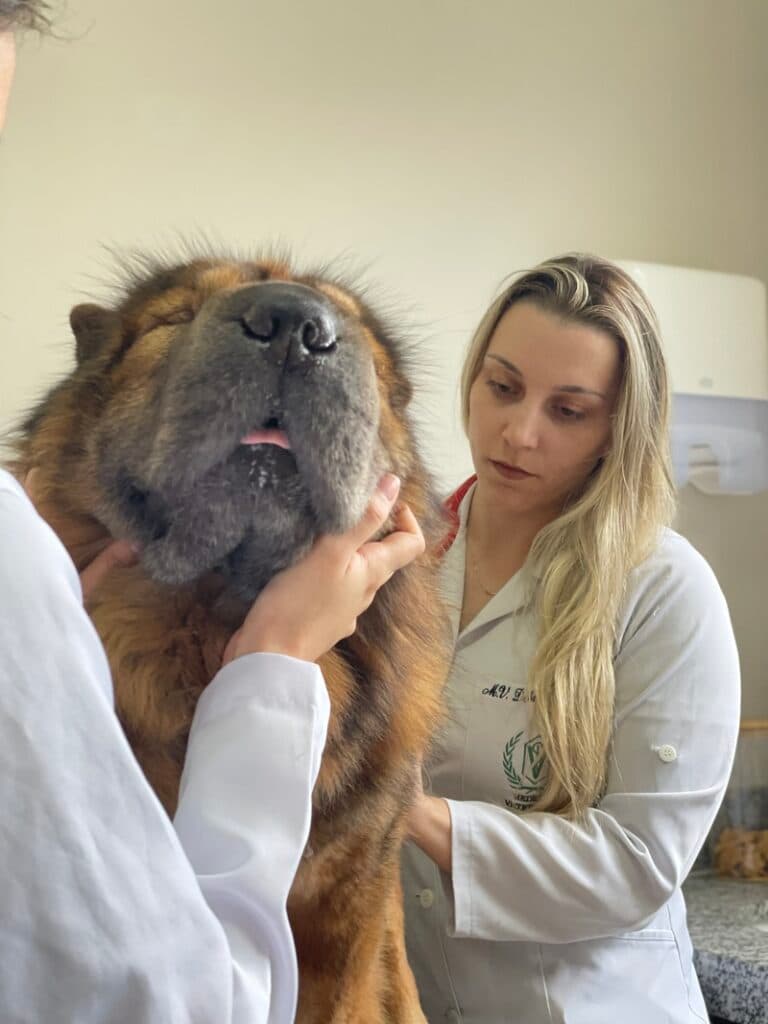 Como fica o banho do pet no inverno?