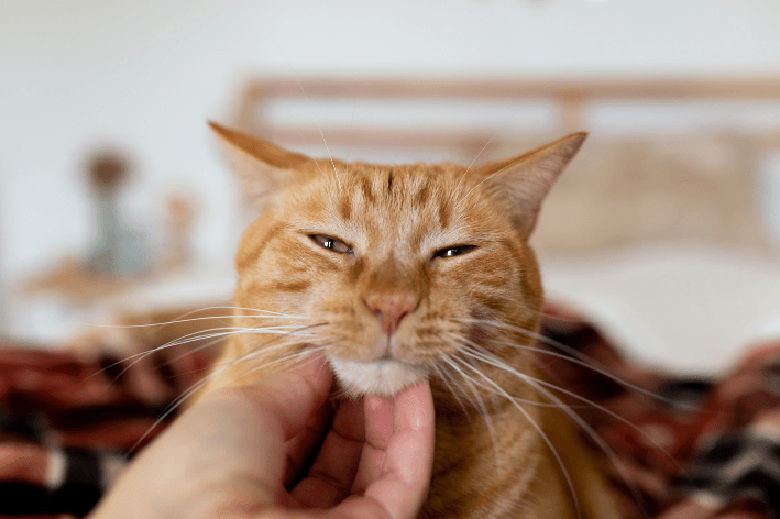 Faça carinho com segundas intenções no seu animal