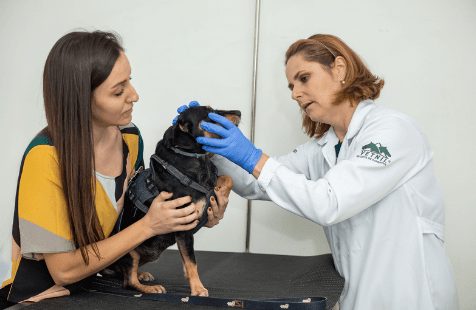Saúde oral dos pets: uma questão de amor e cuidado