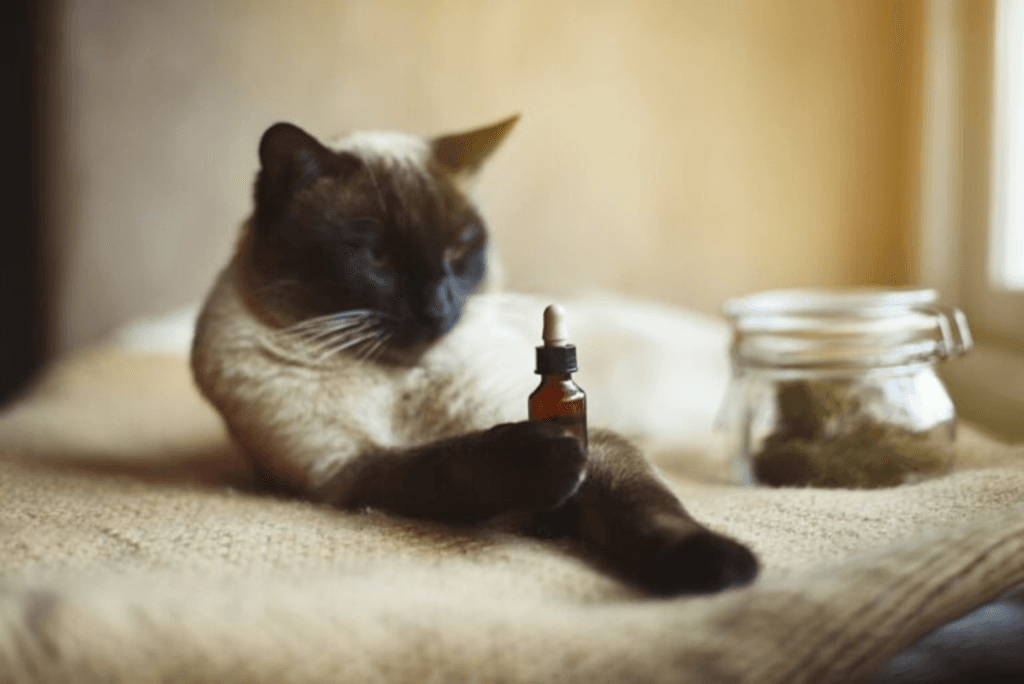 A homeopatia na melhora da qualidade de vida dos pets