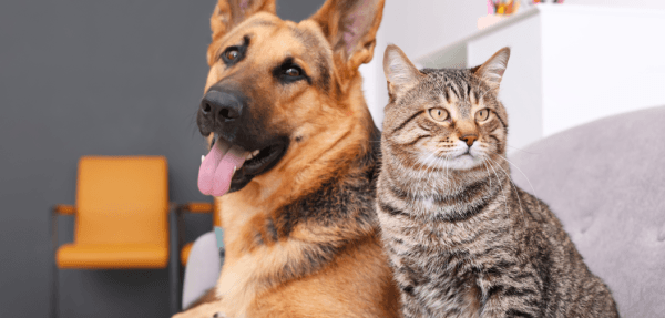 Proteção, saúde e bem-estar na criação de cães e gatos