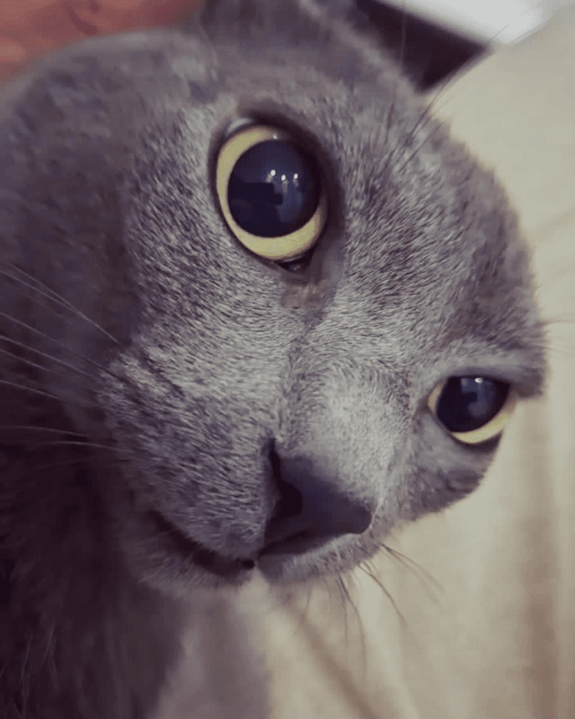 O papel dos bigodes na vida dos pets