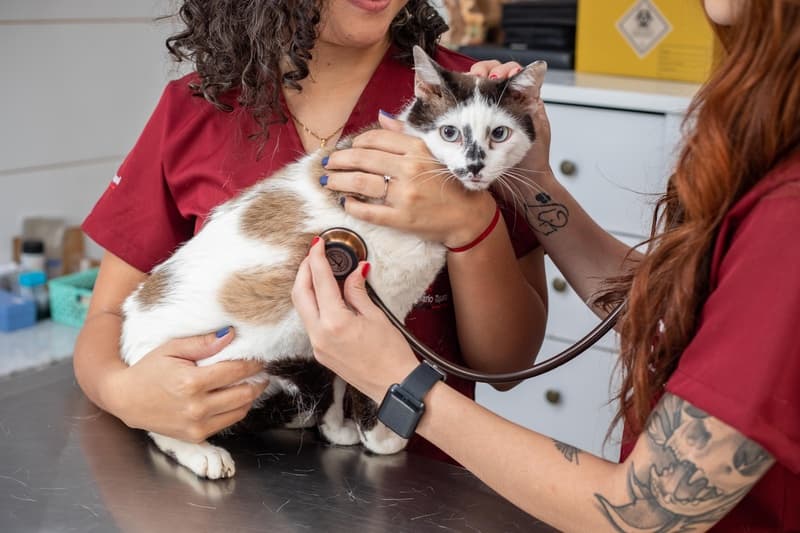 O que todo tutor precisa saber sobre castração de gatos