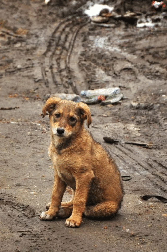 Mobilização nacional alerta para crueldade animal