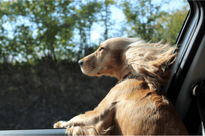 Enjoo de movimento pode afetar cães e gatos durante as viagens