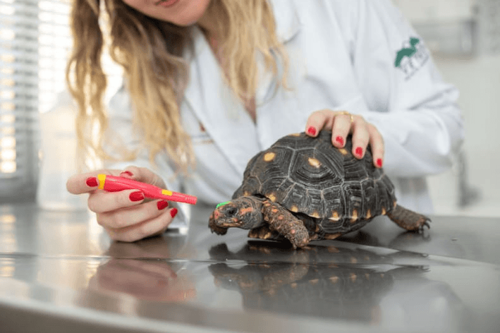 Crescimento de pets não convencionais expõe erros comuns de manejo