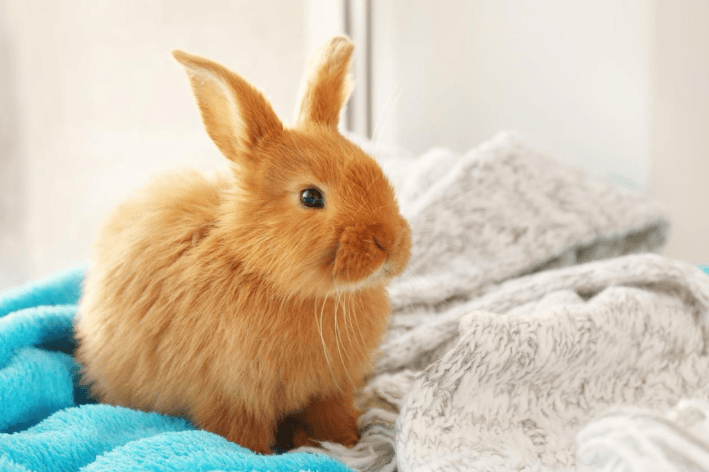 Outono chega e acende alerta para a saúde dos pets
