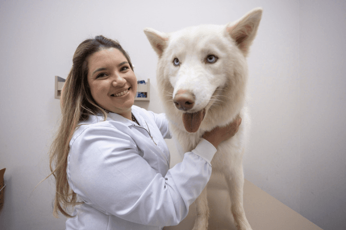 Vai ter um cachorro pela primeira vez? Veja o que preparar antes de levar o pet para casa