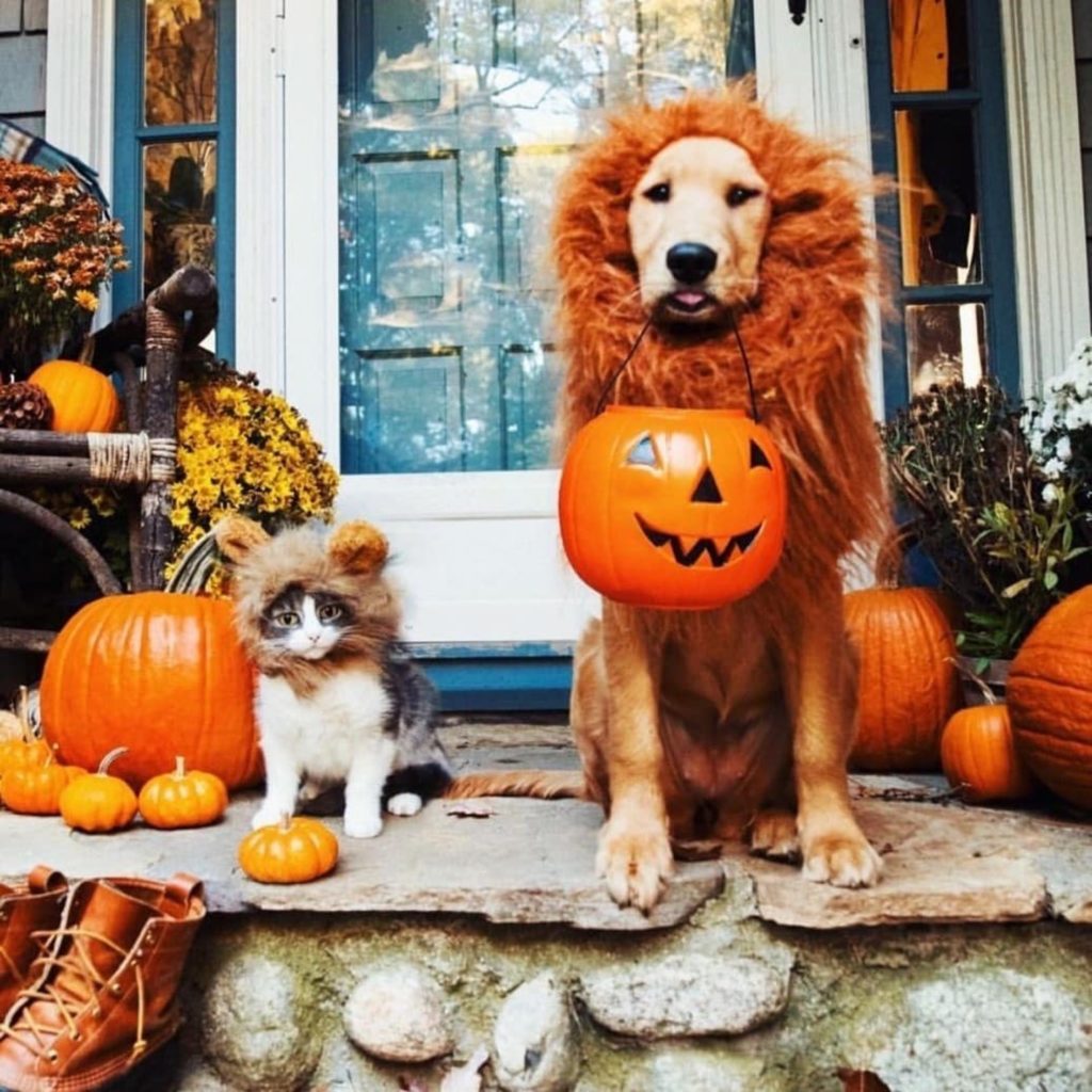 51 ideias de fantasias de Halloween que são um horror e tutoriais fáceis de  fazer - Supermercados Chama - lojas e Delivery
